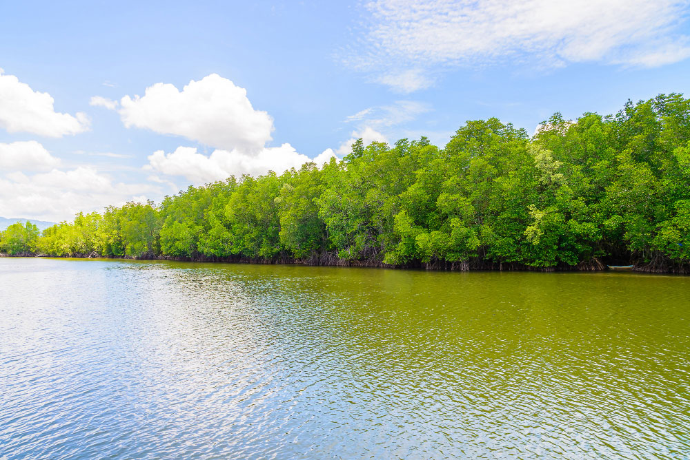 The Sundarban is the largest mangrove forest in the world